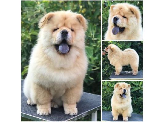 Chow Chow, υπέροχα κουτάβια